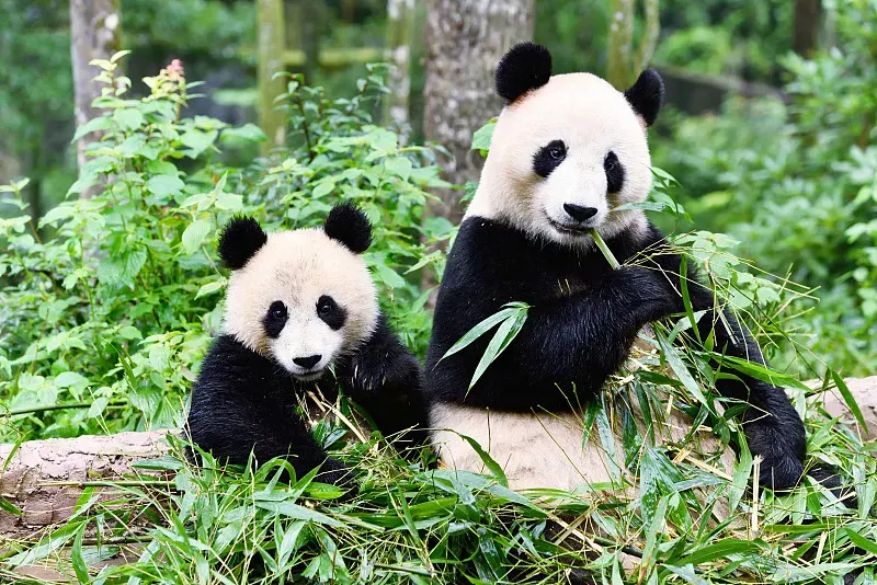 Cover image for Under the Southern Cross: How Adelaide Zoo Handles Reversed Panda Seasons