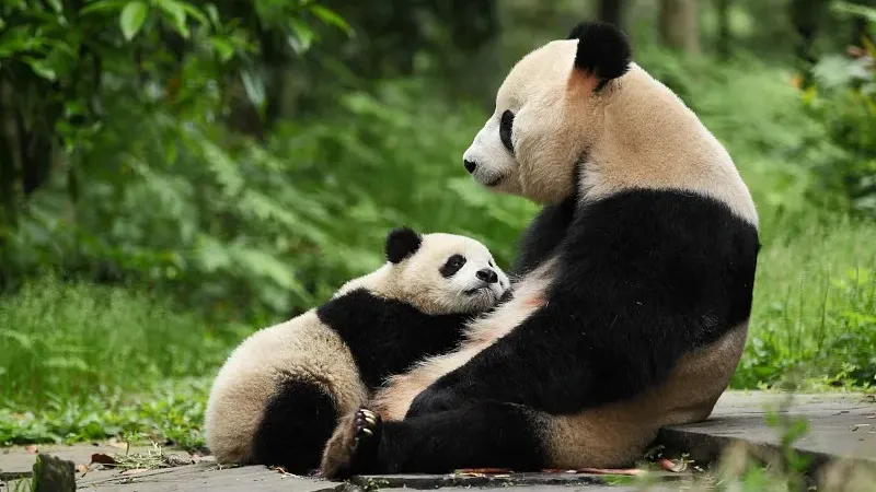 Cover image for "How Much to Adopt a Panda? Corporate Sponsorship and CSR Guide"