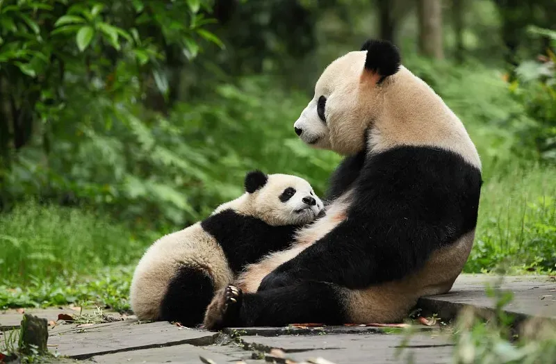 Cover image for How Much to Adopt a Panda? Corporate Sponsorship and CSR Guide