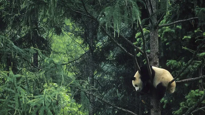Cover image for "AI Face Recognition and Satellites: High-Tech Panda Protection"