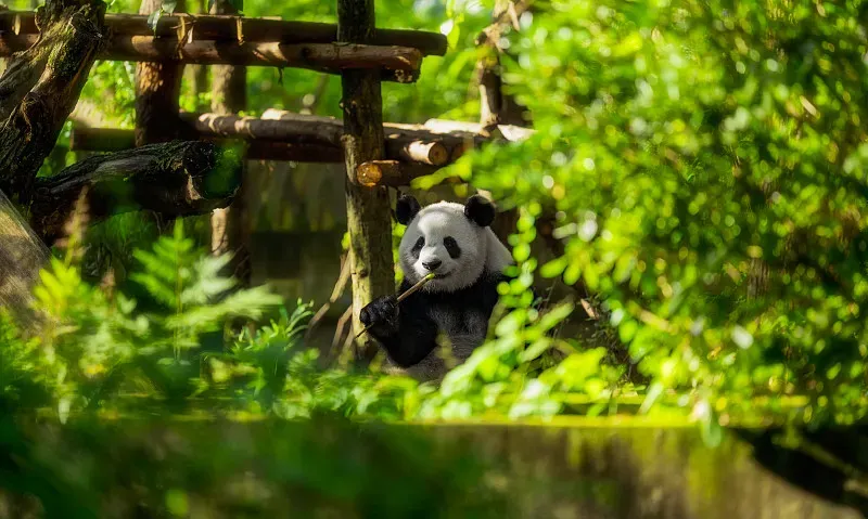 Cover image for A Panda Cub's First Year: From Pink Mouse to Black-and-White Ball