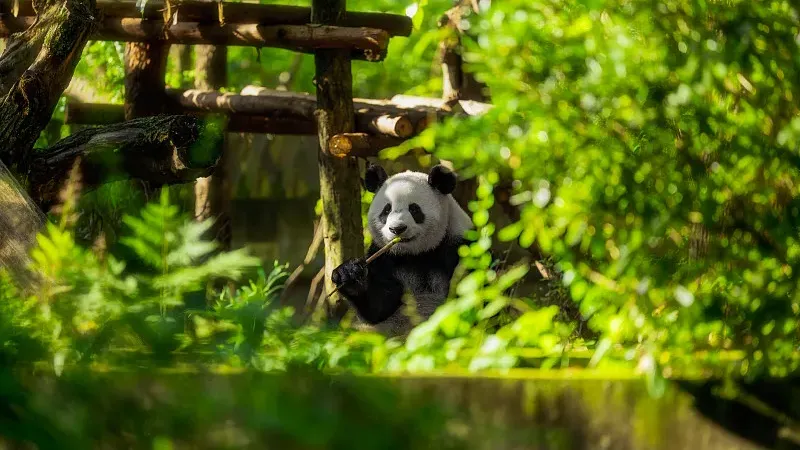 Cover image for "A Panda Cub's First Year: From Pink Mouse to Black-and-White Ball"