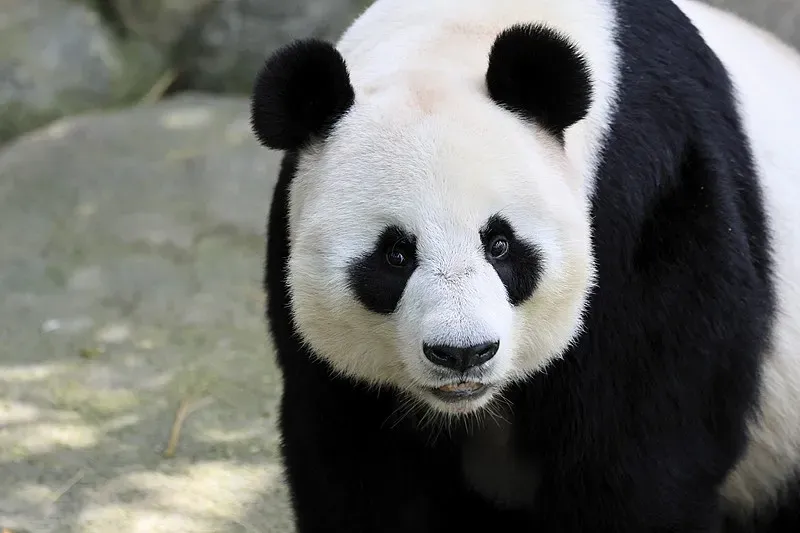 Cover image for The Bamboo Switch: How Giant Pandas Evolved From Carnivores to Plant-Eaters