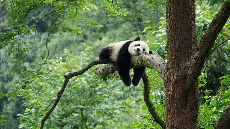 Cover image for "When Bamboo Flowers: The 1980s Crisis That Nearly Starved Wild Pandas"