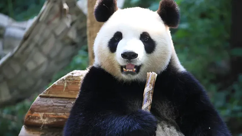 Cover image for "ZooParc de Beauval and Yuan Meng: France's Intimate Panda Love Affair"