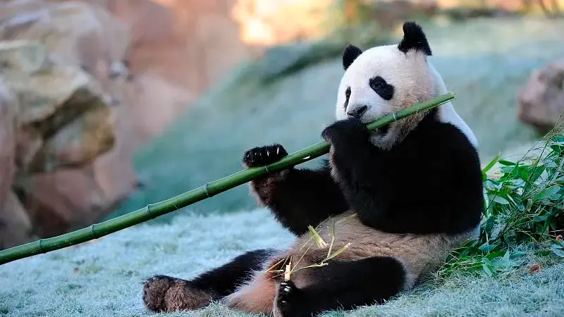 Cover image for "How to Become a Panda Keeper: More Than Just Shoveling Poo"