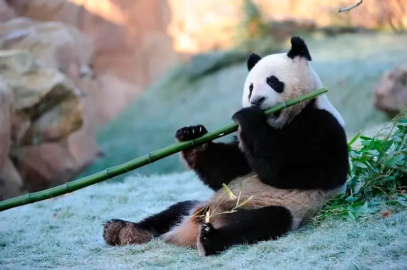 Cover image for How to Become a Panda Keeper: More Than Just Shoveling Poo