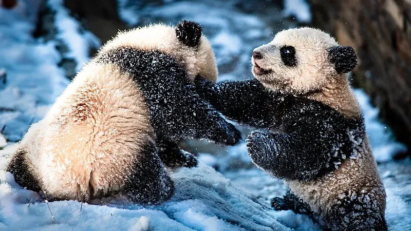 Cover image for "Meet the Berlin Twins: Meng Xiang and Meng Yuan's German Adventures"