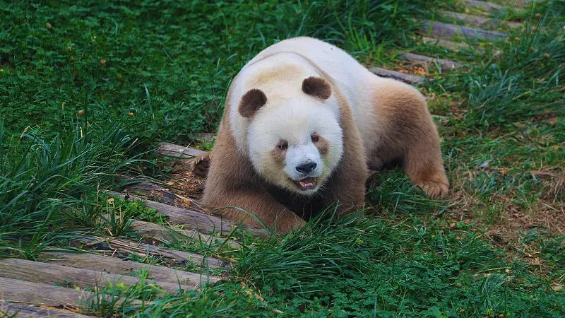 Cover image for "Bifengxia Base: The First Stop for Every Returning Overseas Panda"