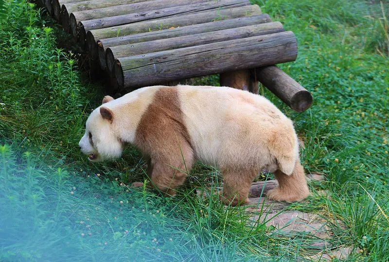 Cover image for Why Are Pandas Black and White? Camouflage and Social Communication