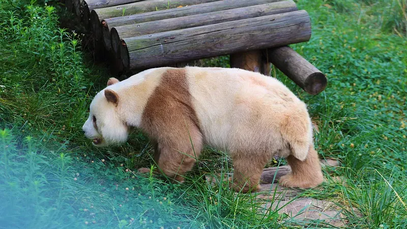Cover image for "Why Are Pandas Black and White? Camouflage and Social Communication"
