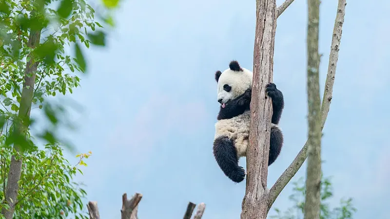 Cover image for "Chengdu's Fan Economy: How One Panda Fuels an Entire City's Tourism"