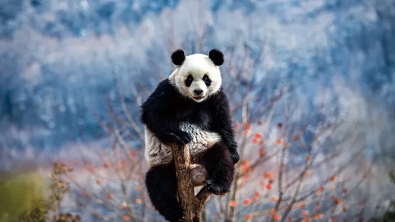 Cover image for "Chiang Mai's Panda Memory: The 20-Year Love Story of Chuang Chuang and Lin Hui"