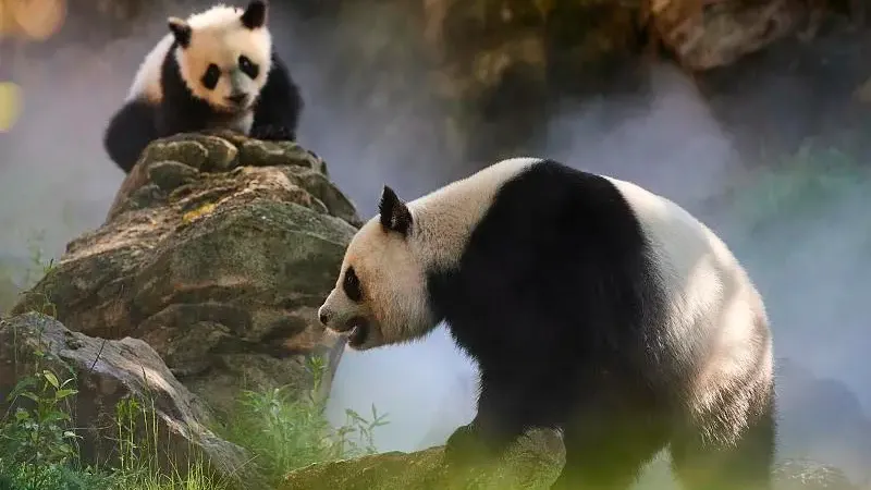 Cover image for "China's Wildlife Protection Law: The Legal Shield for Giant Pandas"