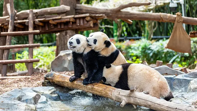 Cover image for "Design Your Very Own Panda Mascot"