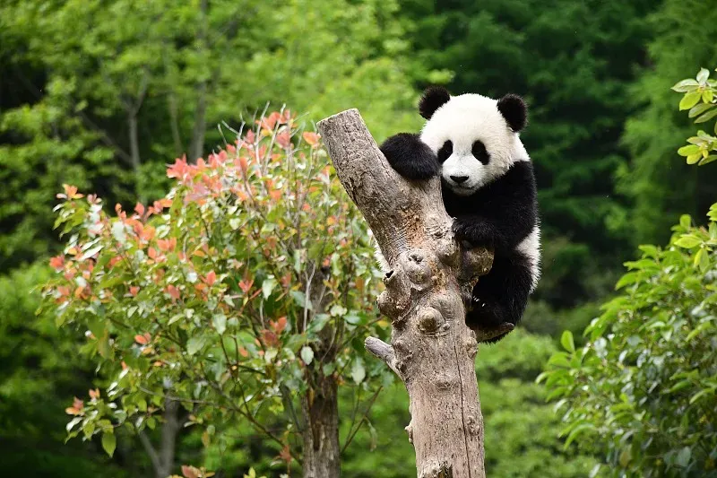 Cover image for Dujiangyan: The World's Only Panda Nursing Home