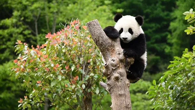 Cover image for "Dujiangyan: The World's Only Panda Nursing Home"