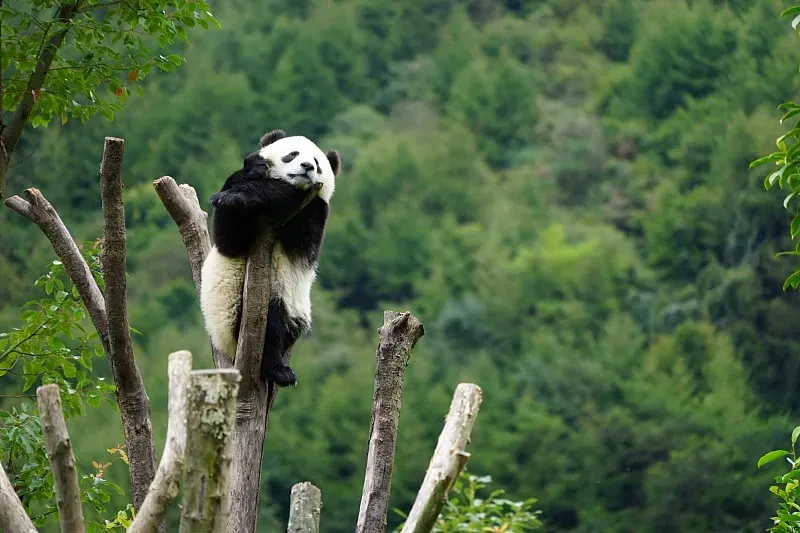 Cover image for Edinburgh's Farewell: Tian Tian and Yang Guang's 12-Year UK Journey