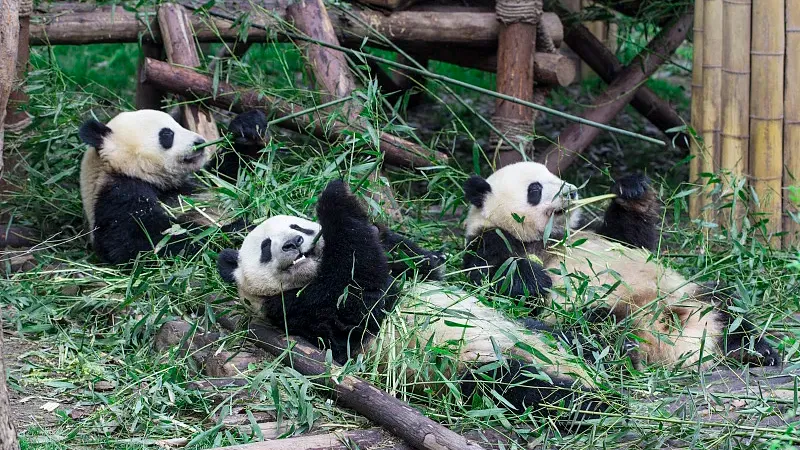 Cover image for "Feeding Pandas Across Europe: The Transnational Bamboo Supply Chain"