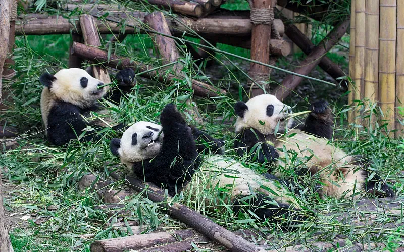 Cover image for Feeding Pandas Across Europe: The Transnational Bamboo Supply Chain