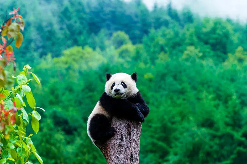 Cover image for Historic Wild Panda Rescues: Basi, Qi Zai, and Other Survivors