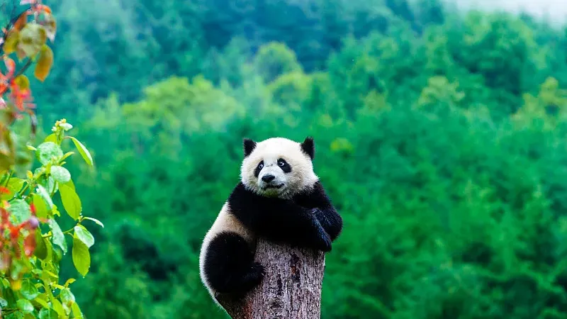 Cover image for "Historic Wild Panda Rescues: Basi, Qi Zai, and Other Survivors"
