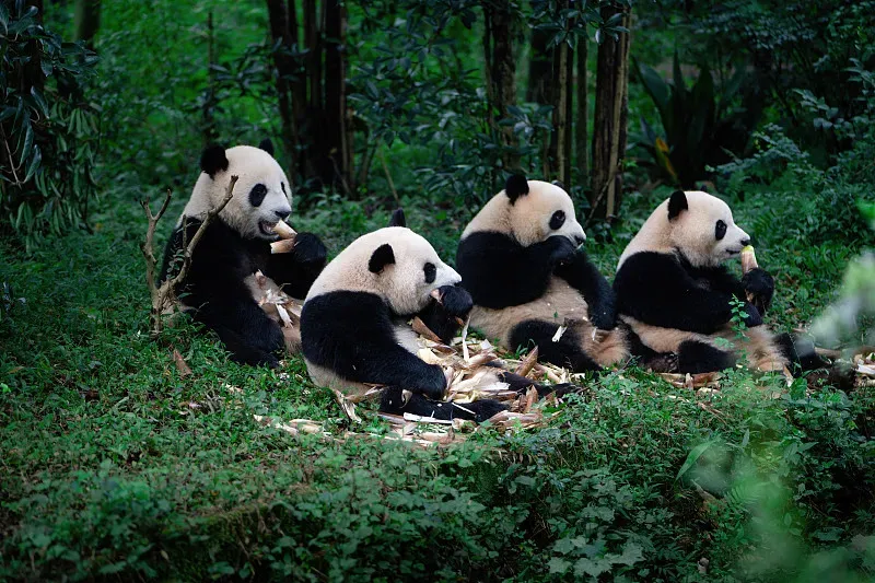 Cover image for 1963 Breakthrough: The First Ever Captive Panda Birth at Beijing Zoo
