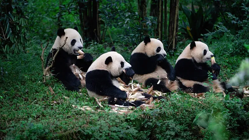 Cover image for "1963 Breakthrough: The First Ever Captive Panda Birth at Beijing Zoo"