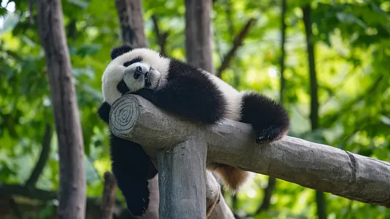 Cover image for "10 Quirky Panda Habits Kids Always Ask About"