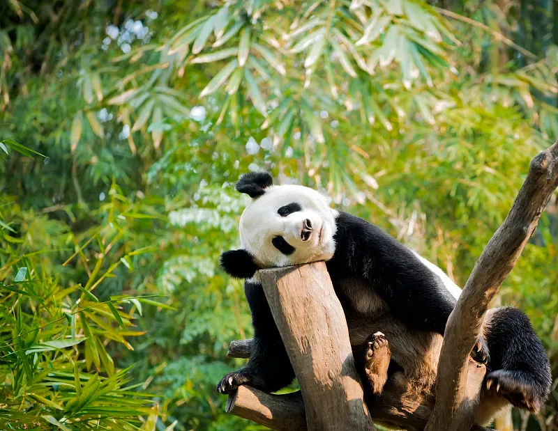 Cover image for China's Giant Panda National Park: The Six Mountain Range Habitats