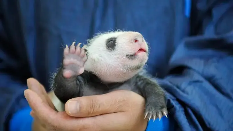 Cover image for "The International Studbook: How Big Data Prevents Panda Inbreeding"