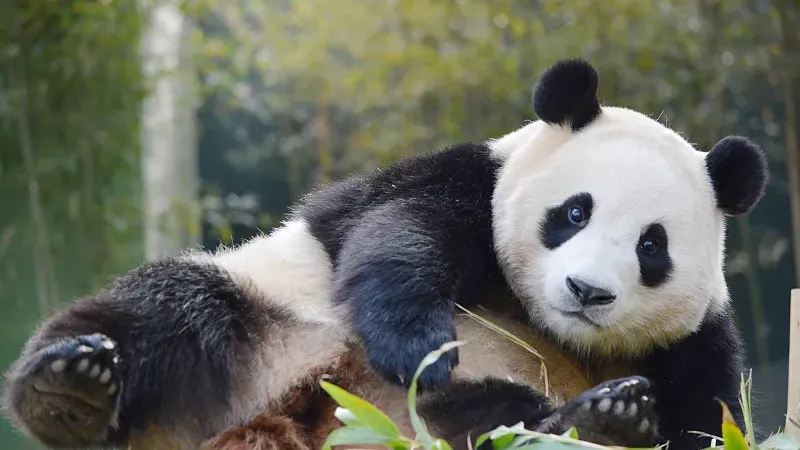 Cover image for "Where Pandas Live: The Complete Global Distribution Guide"