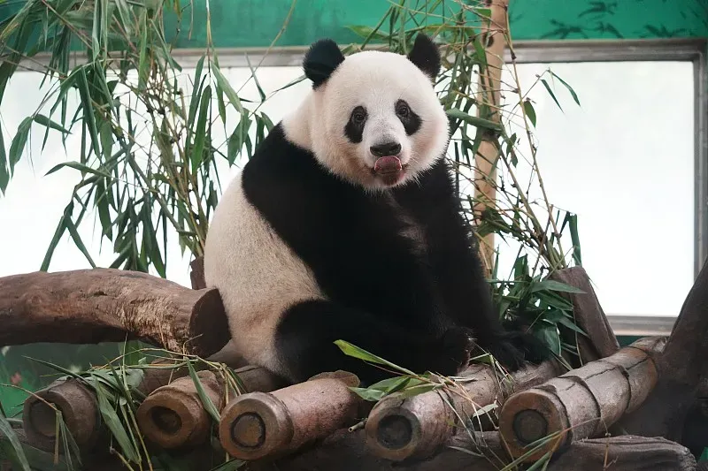 Cover image for Do German Pandas Eat Sausages? Global Panda Snack Guide