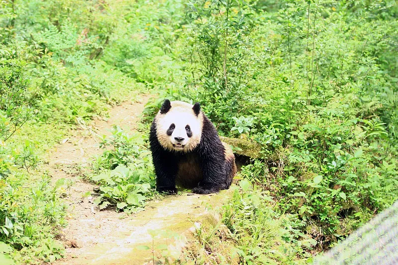Cover image for Global Panda Map: Where Can You See Pandas Around the World?