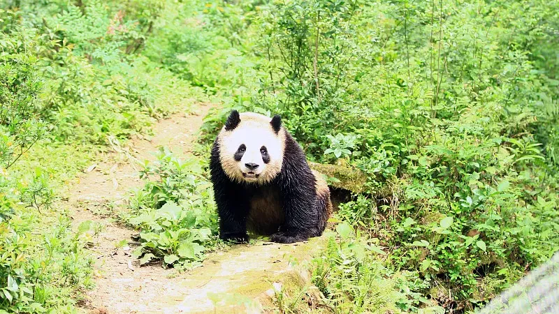 Cover image for "Global Panda Map: Where Can You See Pandas Around the World?"