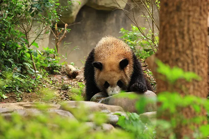 Cover image for Learn to Draw a Giant Panda in 5 Easy Steps