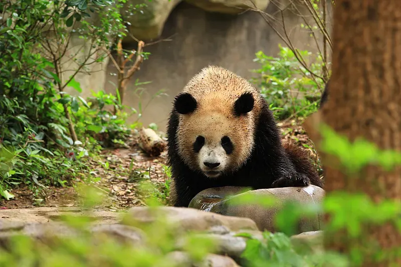 Cover image for He Hua's Story: How Slow and Steady Won Every Heart