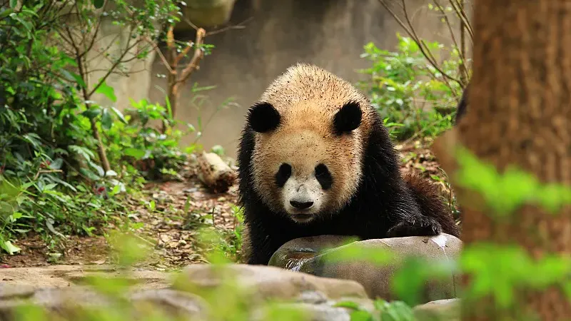 Cover image for "He Hua's Story: How Slow and Steady Won Every Heart"
