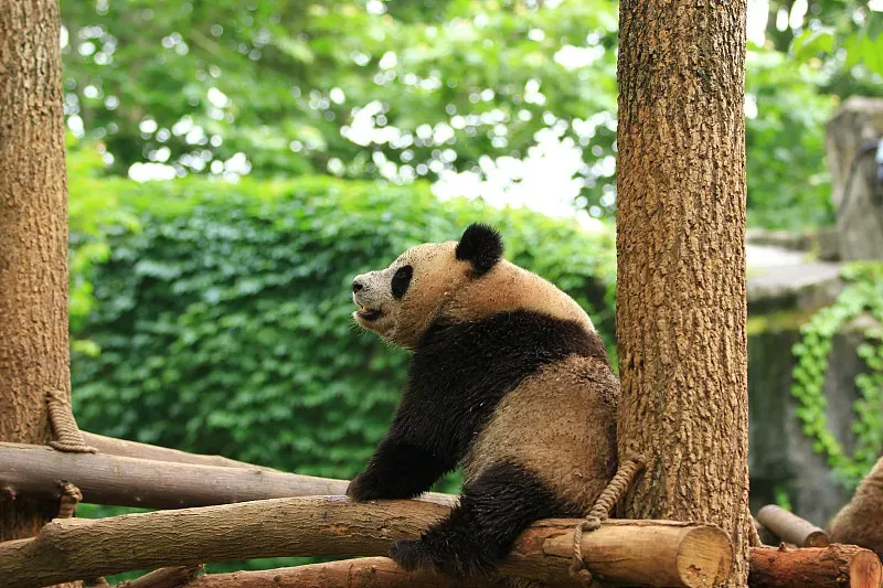 Cover image for International Vet Cooperation: Solving Overseas Panda Health Crises