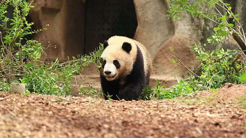 Cover image for "Why Pandas Became the World's Favorite Animal Character"