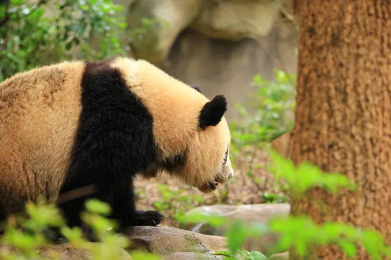 Cover image for Madrid Zoo's 40-Year Panda Friendship: Spain's Bamboo Legacy