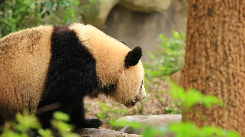 Cover image for "Madrid Zoo's 40-Year Panda Friendship: Spain's Bamboo Legacy"