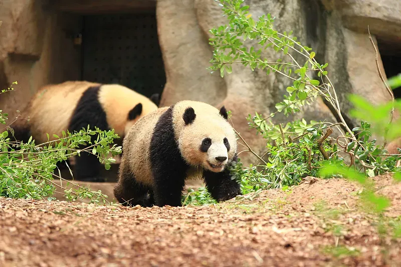 Cover image for Malaysia's Panda Daughters: The Story of Nuan Nuan, Yi Yi and Sheng Yi
