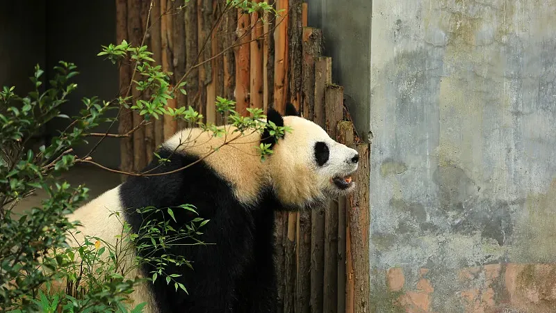 Cover image for "Digital Panda Adventures: VR, AI, and Exploring Pandas Through Technology"