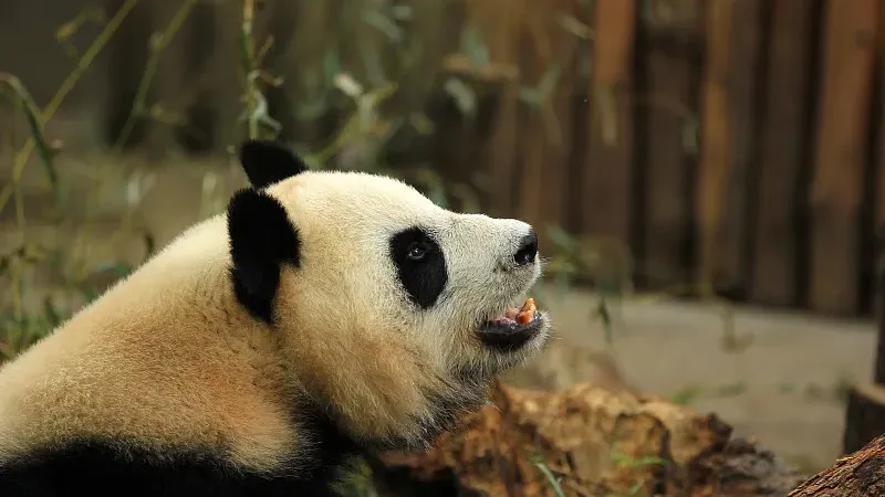 Cover image for "Minshan vs. Qinling: How Two Mountain Ranges Shape Different Pandas"
