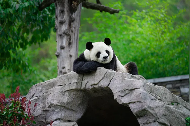 Cover image for Pan Pan's Dynasty: The Hero Father Behind 25% of All Captive Pandas