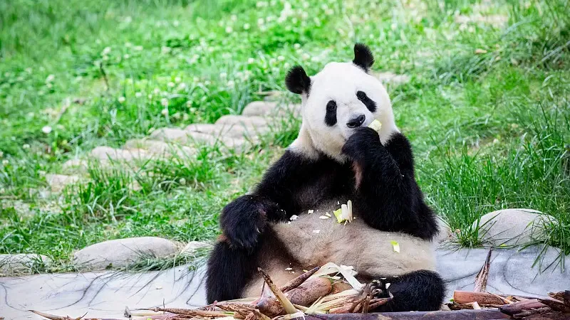 Cover image for "How We Know There Are 1,864 Wild Pandas: The Four National Surveys That Counted Every One"