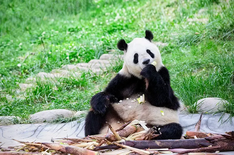 Cover image for Panda Bamboo: The Species That Sustain a Super-Specialist