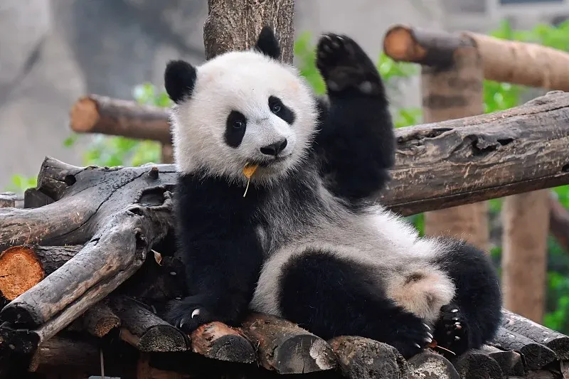 Cover image for Panda Cakes and Wowotou: The Secret Recipe of a Panda's Diet