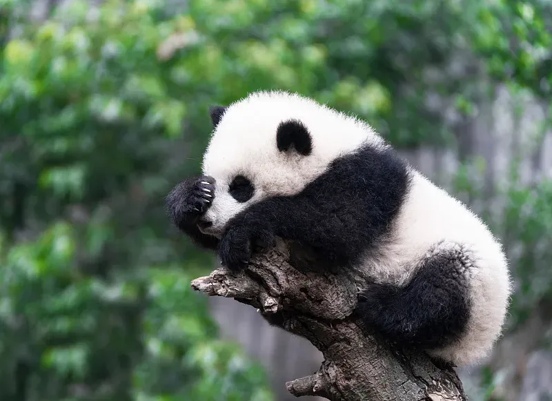 Cover image for Panda Collectibles Guide: From 1930s Souvenirs to Modern Art Toys